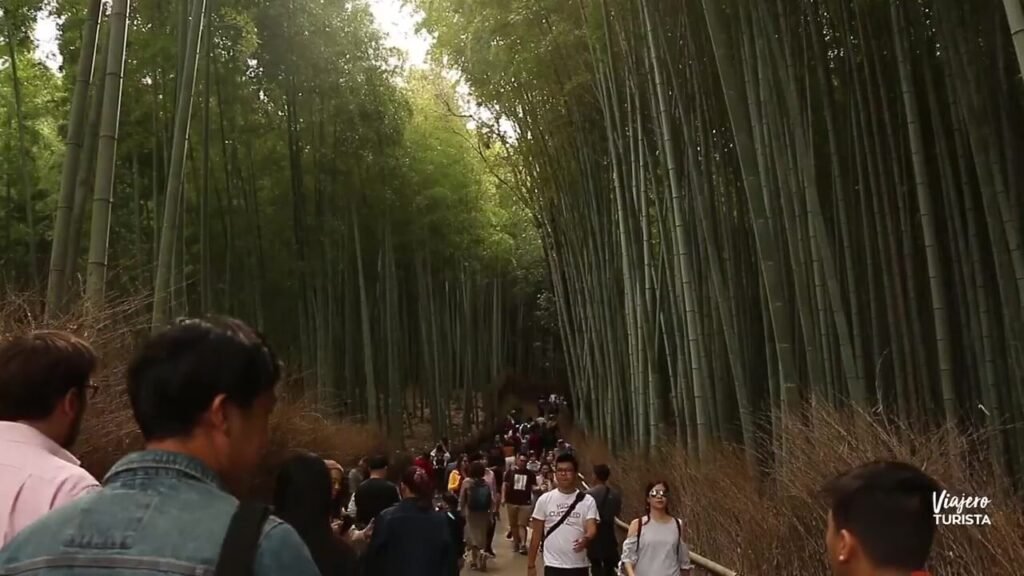 Bosque de Arashiyama real de Kioto Japón