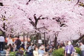 Mejor epoca para viajar a tokio es la Primavera en Japon